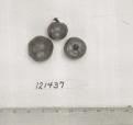 Click for 1 image(s) for this accession. FRUIT